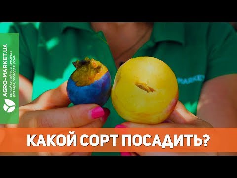 Как выбрать саженец сливы? | Вкусные сорта слив | Какой сорт сливы посадить | Agro-Market.ua