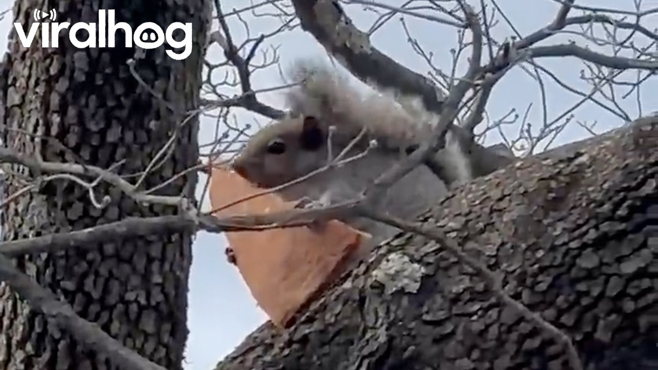 Jersey Squirrel Eating Jersey Pizza || ViralHog