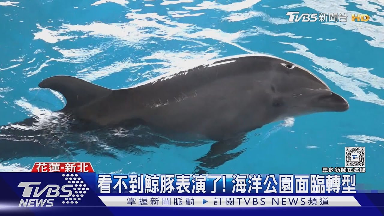 看不到鯨豚表演了！海洋公園面臨轉型