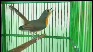 Download lagu Tledekan gunung betina‼️pancingan ampuh bangkitkan birahi tledekan jantan mp3 Download lagu Tledekan gunung betina‼️pancingan ampuh bangkitkan birahi tledekan jantan mp3