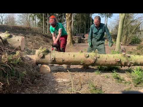 New school Dolmar 7910. Cutting And boring blow down spruce