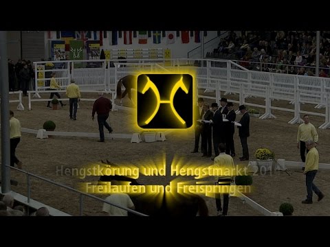 Hengstkörung 2014 - Freilaufen und Freispringen