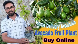 Buy Avocado Fruit Plant Online|📱7002320398👈|Avocado Plant|@Moonlight Assam