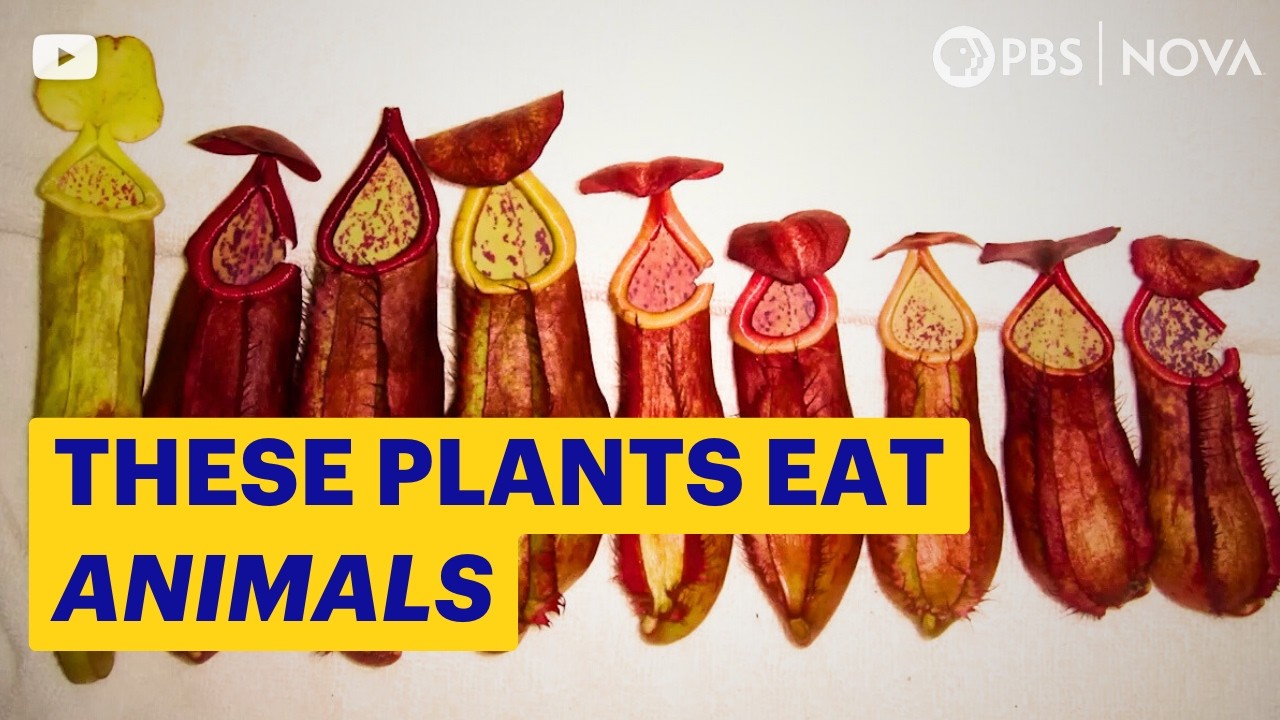 4 Deadly Carnivorous Plants | NOVA | PBS