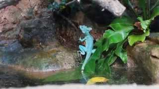 preview picture of video 'Basiliscus plumifrons - Oasi di Sant'Alessio'