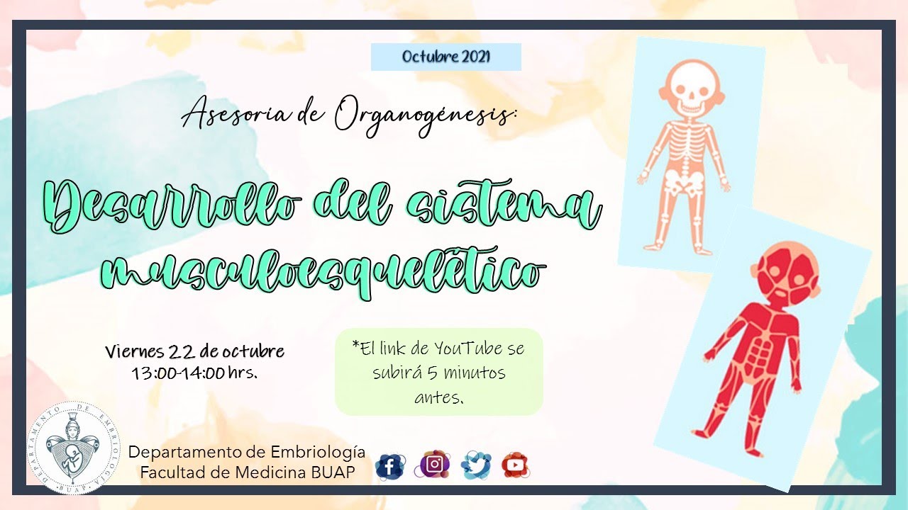 Desarrollo del Sistema Musculoesqueletico I Laboratorio de Embriología BUAP