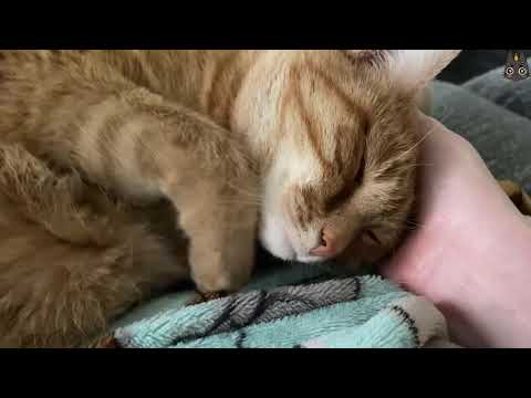 Adorable Cats Demanding Love and Cuddles