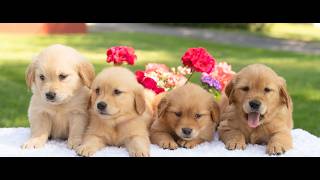 Video preview image #1 Golden Retriever Puppy For Sale in NEWPORT, PA, USA