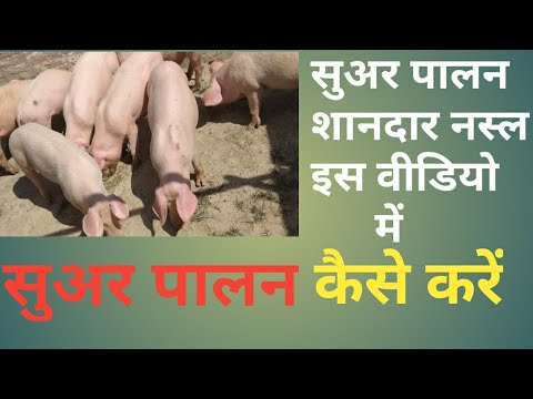 Yorkshire pigs white farm pig gilt, 90-120 kg