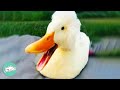 Duck Becomes Woman S Bridesmaid After Being Saved From Farm Cuddle Buddies