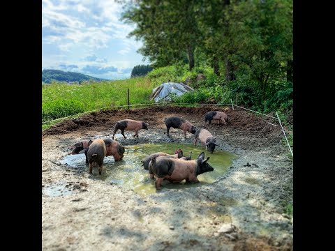 Das WaldSchwein - Fleisch aus 100% artgerechter Haltung