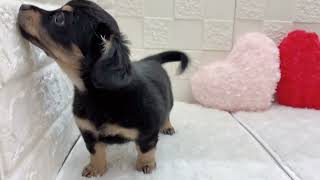 ハーフ犬の動画01