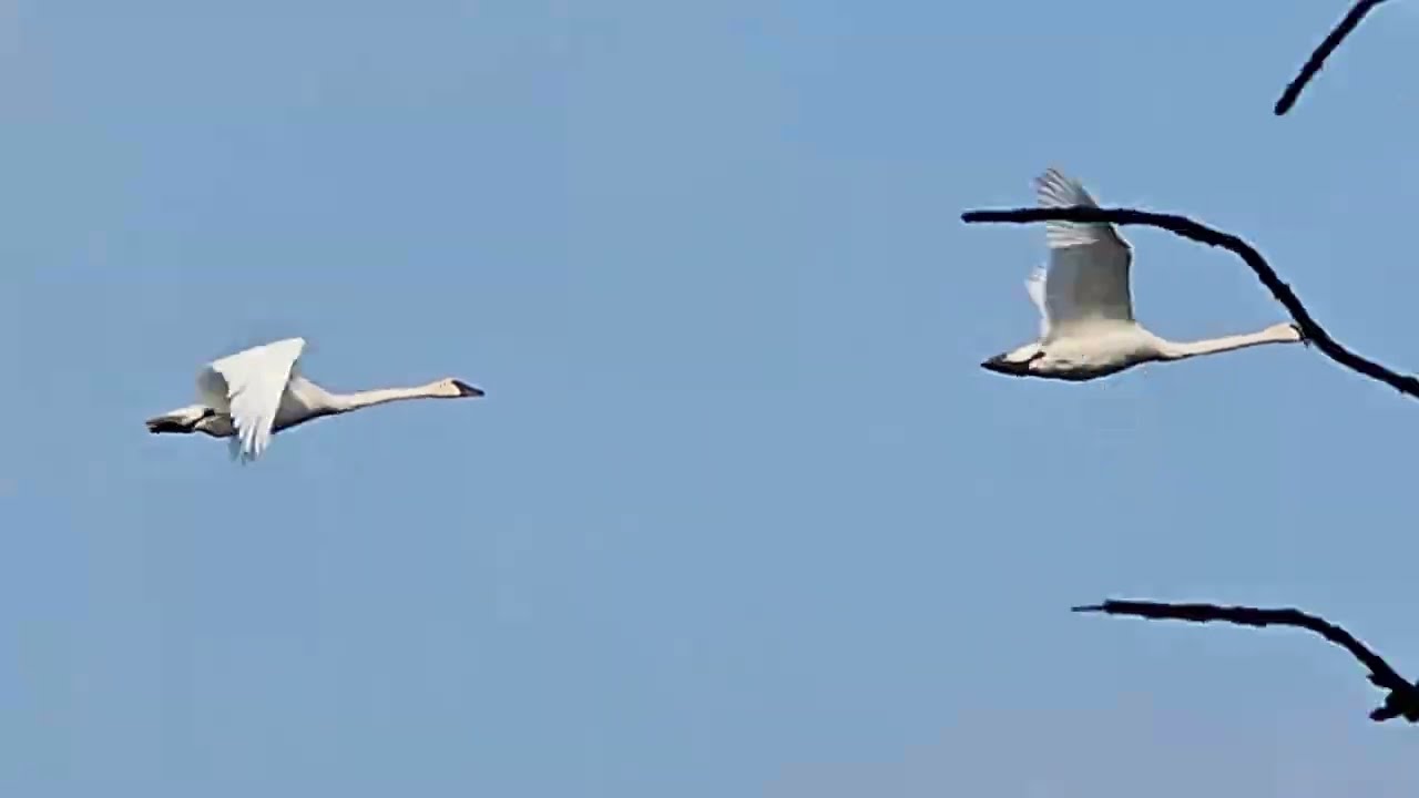 Listen toTrumpeter Swan pair flying