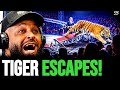 Tiger Breaks Free During Live Circus Performance