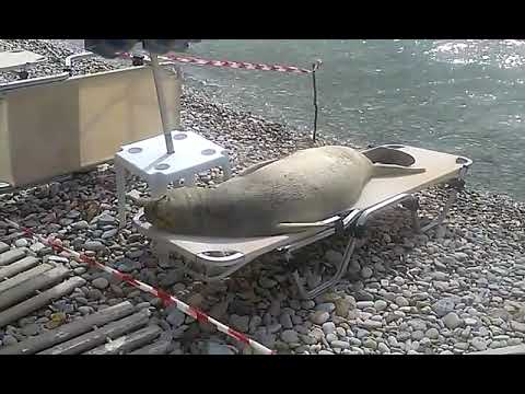 Incredibile mi ha rubato la sdraio!!