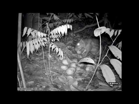 Tratando das pacas e cutias - Filhote de paca já vem comer sozinho