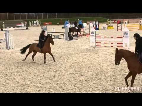 Pétillant d'Archonfosse - Entraînement Deauville
