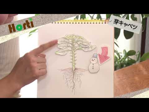 園芸 芽キャベツ