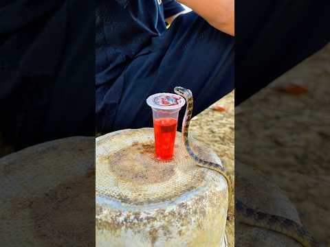 Skills Useful and Clever #outdoors #survival #campfire #bushcraft #trending #funny