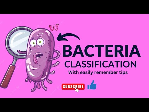 Bacteria Classification | Types, Importance & Easy Memory Tricks!