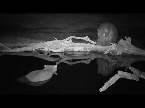 Djuma: Second Hippo comes to the pan - 04:27 - 07/19/19