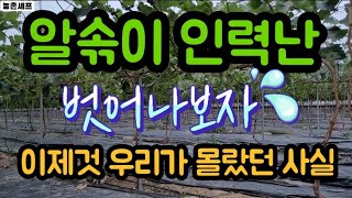 #샤인머스켓재배기술 #지베린지베렐린당도비대  #농촌인력시설비가림비닐하우스