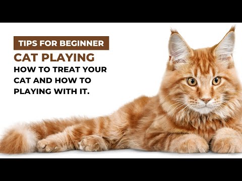 How To Treat Your Cat || How to Play With Your Cat.