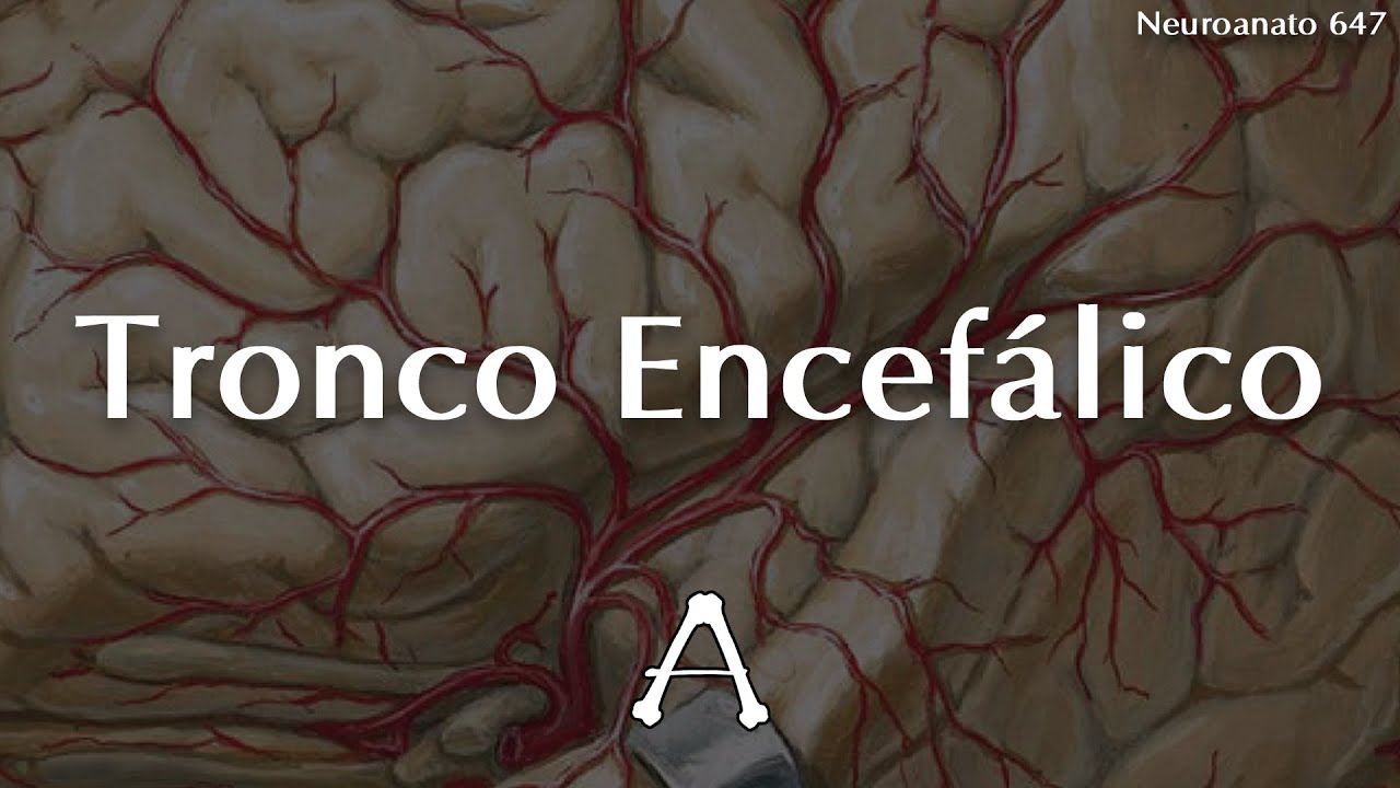 #Neuroanato647 | Tronco Encefálico