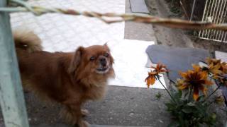 preview picture of video 'Funny barking dog in Hodmezovasarhely'