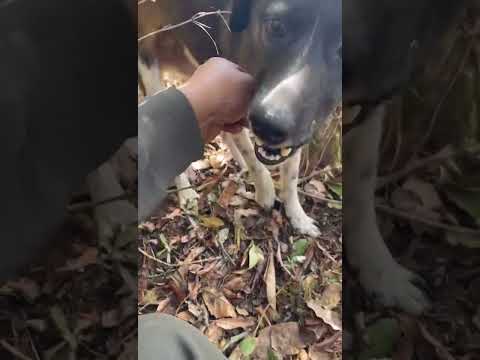 Hunting Dog vs Porcupine – Injured by Sharp Quills During the Hunt! #animals #wildlife #porcupine