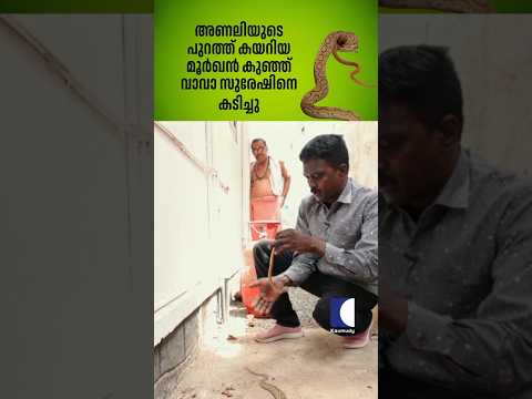 അണലിയുടെ പുറത്ത് കയറിയ മൂർഖൻ കുഞ്ഞ് വാവാ സുരേഷിനെ കടിച്ചു #snakemaster #vavasuresh