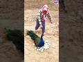 the crow and the peacock feathers #peacock #shorts #song #bollywood #hindisong #musicclip  #birds