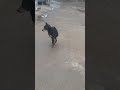 Chal Akela Chal Akela Chal Akela Tera Mela Piche Chuta Rahi Chal Akela Chal Akela Chal Akela Chal Ak