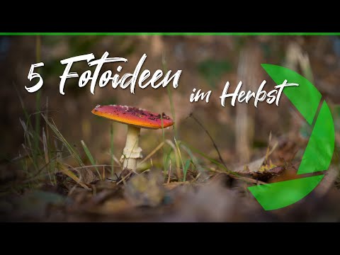 5 tolle Fotoideen im Herbst & Ein Tipp welcher alle besser macht