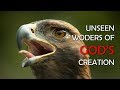 Unseen Wonders Of God S Creation