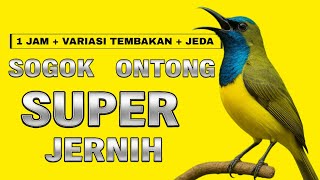 Download lagu MASTERAN SOGOK ONTONG GACOR JERNIH || SOGON GACOR FULL ISIAN || MASTERAN SOGON JERNIH mp3 Download lagu MASTERAN SOGOK ONTONG GACOR JERNIH || SOGON GACOR FULL ISIAN || MASTERAN SOGON JERNIH mp3
