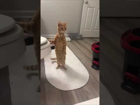 Funny cat video# funny animals# videos pets funny #funnycat #funnyanimals #cutecat #cats #funnypets