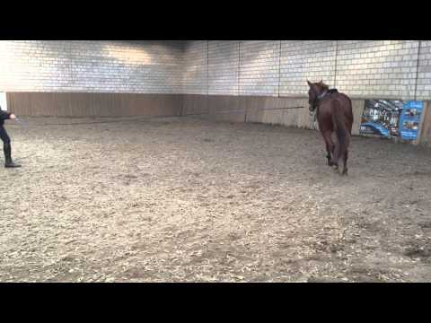 Stute  3J  Edward  x  Lauries Crusaidor