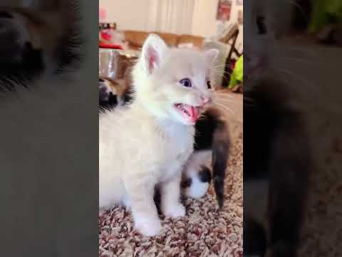 #funnyanimals  #catsoftiktok #cutecat #dog #laugh #cat #funnypets #funnycat  #funnyanimals