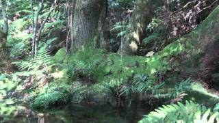 preview picture of video '『杉沢の沢スギ』富山県入善町【HD】The Japanese Swamp Cedars of Sugisawa,Toyama Japan'