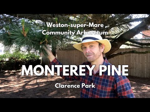 Monterey Pine (Pinus radiata) in Clarence Park