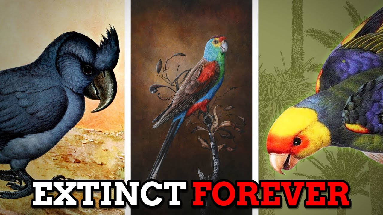 Six Magnificent Parrot Species that Became Extinct Forever