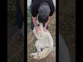 Awww The Dog Is So Obsessed With Him