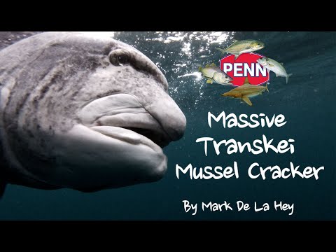 Massive Transkei Mussel Cracker Offshore
