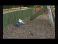Youve Been Framed Funniest Bits - YouTube