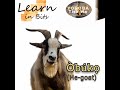 Animals in Yorùbá Language: Òbúkọ (He-goat)learn #animals #yorubatisawa #yoruba #naija