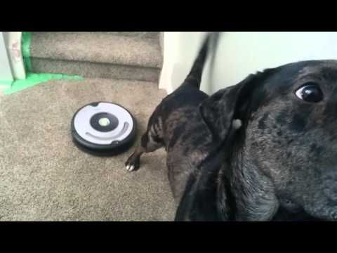 Sancho The Catahoula dog meets the Roomba