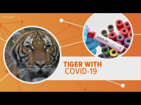 Can my cat catch COVID-19? - YouTube