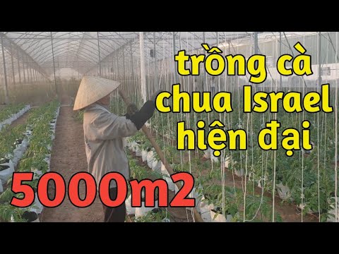 , title : 'Mô hình trồng cà chua trong nhà kính công nghệ Israel VietGap 5000m2 hiện đại nhất Việt Nam'