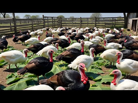 Step By Step Guide On How To Start A Profitable Turkey Farm And How To Scale Up To A Commercial base